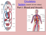 Circulatory System