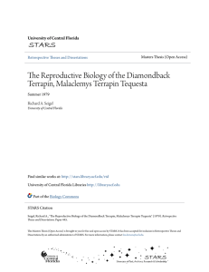 The Reproductive Biology of the Diamondback Terrapin