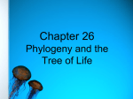 Phylogeny - Perry Local Schools