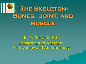 The Skeleton-Bones and Joint