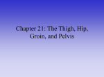 Chapter 21: The Thigh, Hip, Groin, and Pelvis