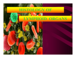 histology of lymphoid organs lymphoid organs