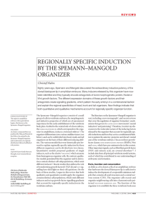 regionally specific induction by the spemann