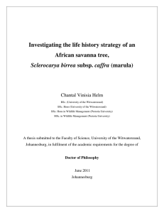 Investigating the life history strategy of an African savanna tree