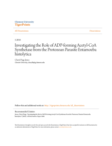 Investigating the Role of ADP-forming Acetyl-CoA