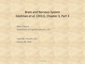 Psych 9A. Lec. 07 PP Slides: Brain and Nervous System, Part 3