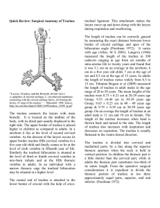 Trachea - ENT Lectures