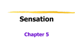Sensation - IWS2.collin.edu