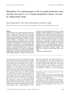 Stimulation of α1‐adrenoceptors in the rat medial prefrontal cortex