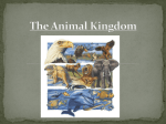 The Animal Kingdom PowerPoint