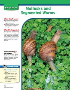 Chapter 27: Mollusks and Segmented Worms