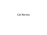 Cat and Cadaver Nerves