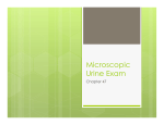 Microscopic Urinary Exam.pptx