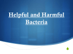 Helpful and Harmful Bacteria