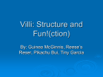 Villi: Structure and Fun!(ction) - Silva Health Magnet High School