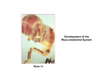 Development of the Musculoskeletal System