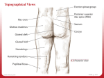 Bony Landmarks