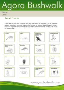 Create a food chain featuring local wildlife