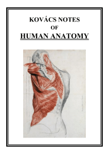 HUMAN ANATOMY