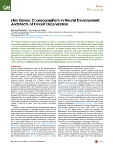 Hox Genes: Choreographers in Neural Development, Architects of