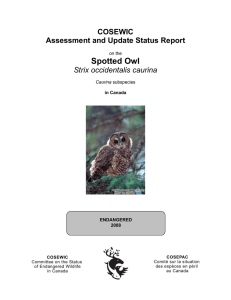 Spotted Owl – Caurina subspecies