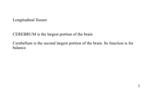 the brain: anatomical regions