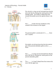 Pectoral Girdle 8.3 Clavicle The clavicle is a long curved, horizontal