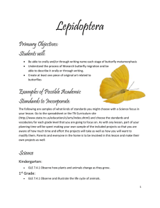 Lepidoptera! - Spark Innovations