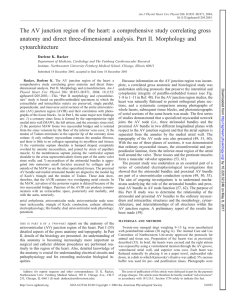 The AV junction region of the heart: a comprehensive - AJP