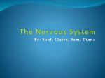 The Nervous System - human-body