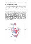 The Cardiovascular System