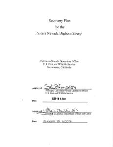 Recovery Plan for the Sierra Nevada Bighorn