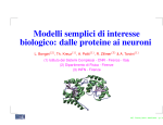 Modelli semplici di interesse biologico: dalle proteine ai neuroni