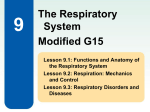 Anatomy of the Respiratory System