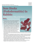sore hocks pododermatitis in rabbits