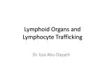 Lymphoid Organs and Lymphocyte Trafficking