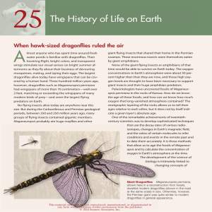 When hawk-sized dragonflies ruled the air