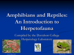 Amphibians and Reptiles: An Introduction to Herpetofauna