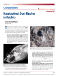 Nasolacrimal Duct Flushes in Rabbits