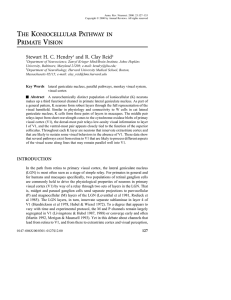 the koniocellular pathway in primate vision