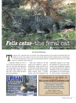 Felis catus—the feral cat