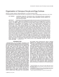 Organisation of Xenopus oocyte and egg cortices