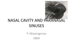 Nasal cavity and Paranasal sinuses