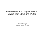 Spermatozoa and oocytes induced in vitro from ESCs and iPSCs