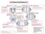 3_Phases of Cell Division