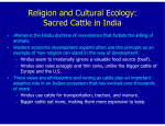 Religion and Cultural Ecology: Sacred Cattle in India
