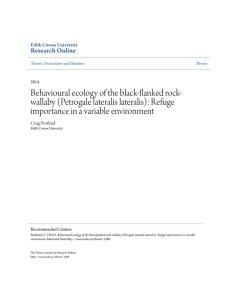 Behavioural ecology of the black-flanked rock