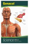 Bone Blood vessel Collagen Fibres Tendon Fascicule Muscle