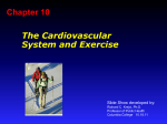 The Cardiovascular System And Exercise