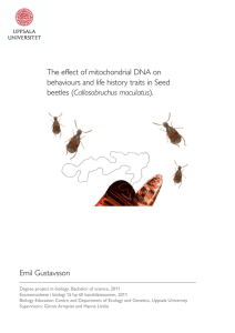 The effect of mitochondrial DNA on behaviours and life history traits in